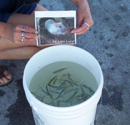 Extreme HamsterTrakin' by Kim