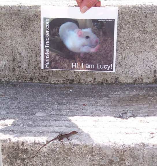 Extreme HamsterTrakin' by Kim