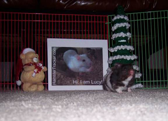 Extreme HamsterTrakin' by Kim's hamster Ruger