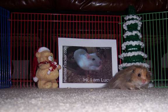 Extreme HamsterTrakin' by Kim's hamster Winny