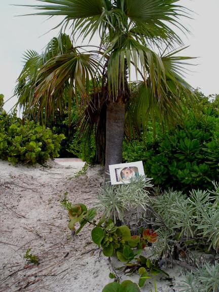 Extreme HamsterTrackin the Caribbean by Kris and her husband !