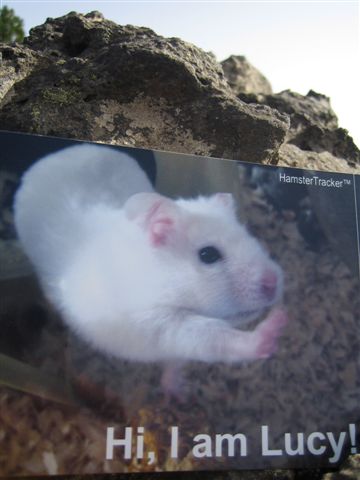 DIY Extreme HamsterTrackin' by DJane Vibrella and G-man, in La Palma, Spain.