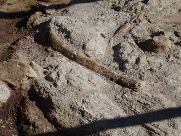 Extreme HamsterTrackin' by LeeAnn at the Dinoaur Provincial Part in Alberta Canada.