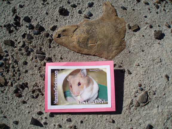 Extreme HamsterTrackin' by LeeAnn at the Dinoaur Provincial Part in Alberta Canada.