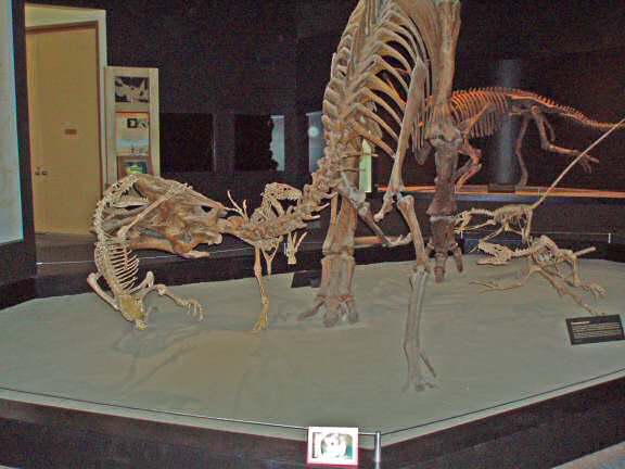 Extreme HamsterTrackin' by LeeAnn at the Dinoaur Provincial Part in Alberta Canada.