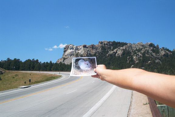 DIY Extreme HamsterTrackin' in front of Mount Rushmore!