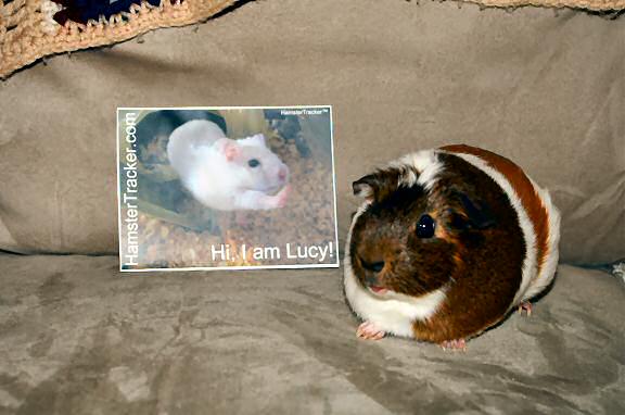 Extreme HamsterTrackin' in Hebron, Connecticut in the USA, starring guinea pig Lyra.