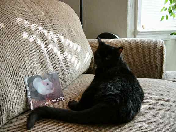 Extreme HamsterTrackin' in Tulsa, Oklahoma - USA, starring cat Olive.