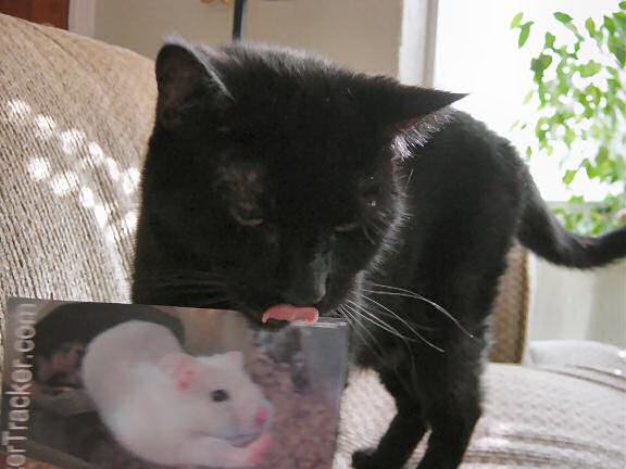 Extreme HamsterTrackin' in Tulsa, Oklahoma - USA, starring cat Olive.