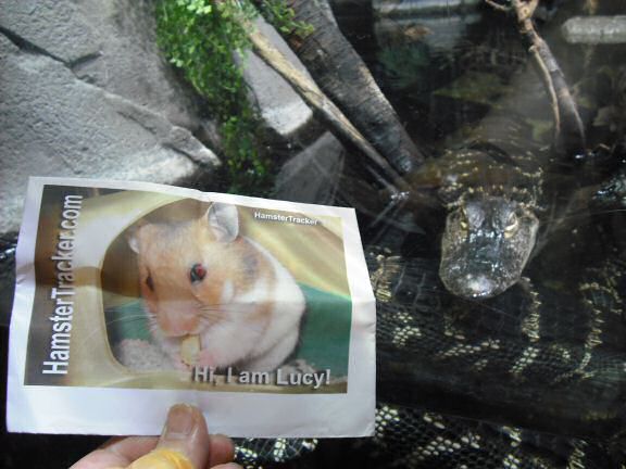 Extreme HamsterTrackin Atlanta - USA, by Marion.