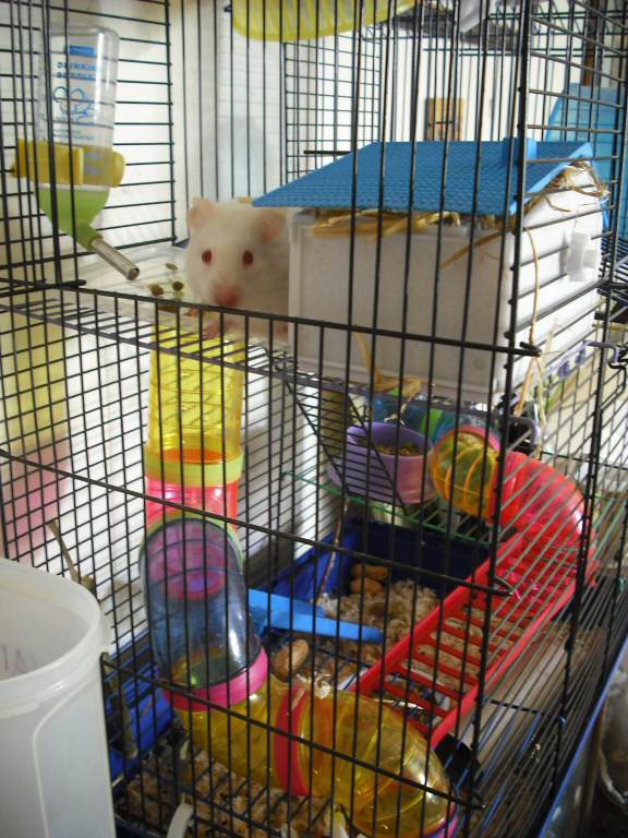 Exreme HamsterTracking by Biscuit and Marion (UK).