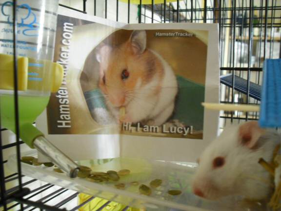 Exreme HamsterTracking by Biscuit and Marion (UK).