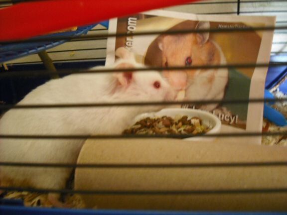 Exreme HamsterTracking by Biscuit and Marion (UK).