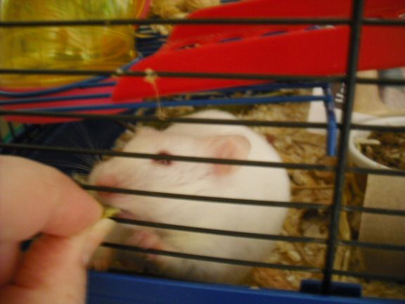 Exreme HamsterTracking by Biscuit and Marion (UK).