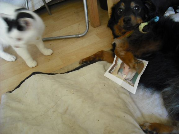 Exreme HamsterTracking UK-fluffy-ness by Marion (UK).