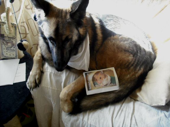 Exreme HamsterTracking UK-fluffy-ness by Marion (UK).