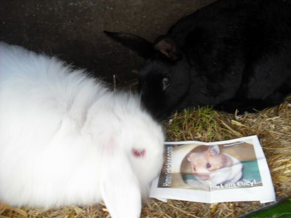 Exreme HamsterTracking UK-fluffy-ness by Marion (UK).