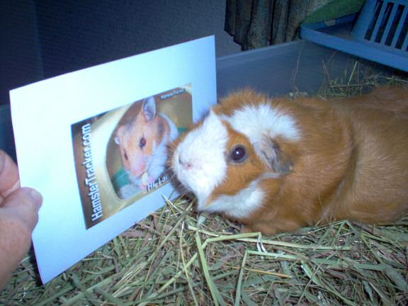 Extreme HamsterTrackin' by MomneyBean.