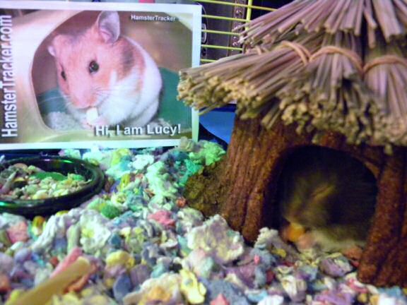 Monica's hamster Betsey Extreme HamsterTrackin' it ...