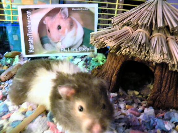 Monica's hamster Betsey Extreme HamsterTrackin' it ...