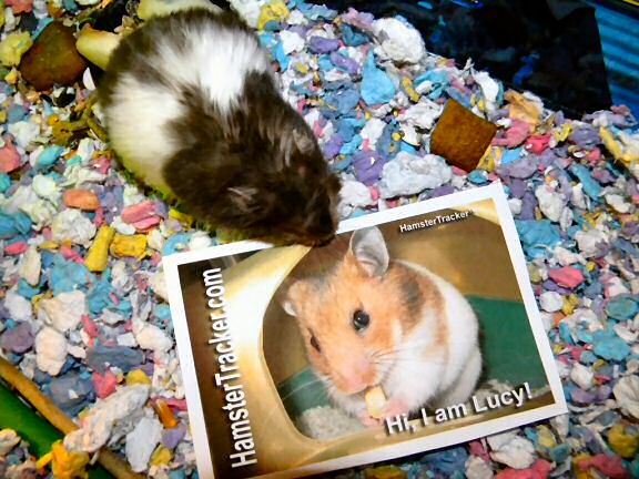 Monica's hamster Betsey Extreme HamsterTrackin' it ...