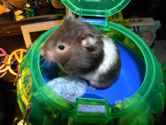 Monica's hamster Betsey Extreme HamsterTrackin' it ...