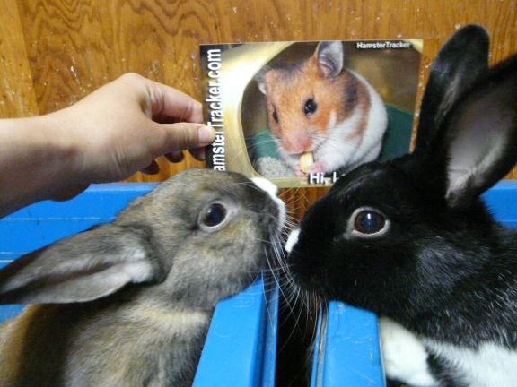 Extreme HamsterTracking Canada, by Patricia.