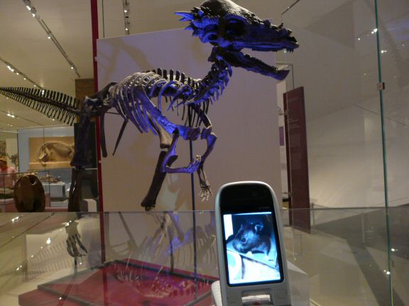 Extreme HamsterTracking Lucy 4.0 in Toronto, Canada by Patricia.