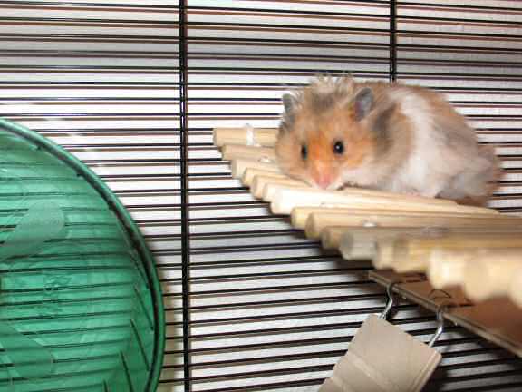 Meet Psusennes, the hamster from Germany.