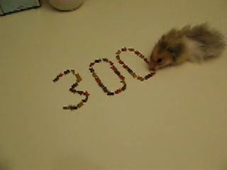 Psusennes celibrating Lucy's 300th day at HamsterTracker.