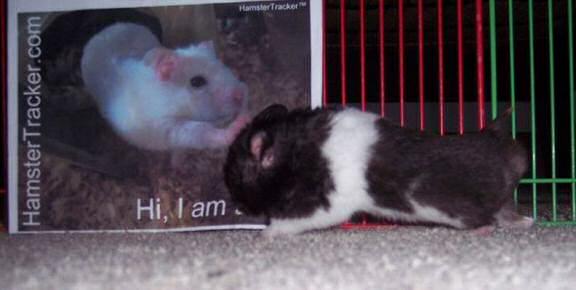 Hamster Ruger doin' some Extreme HamsterTrackin'.