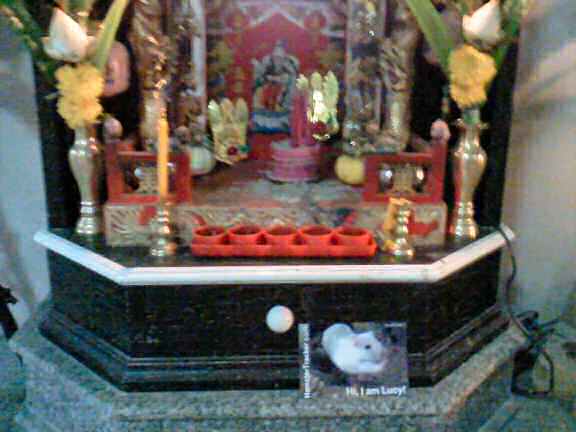 Xtreme HamsterTrackin' in Thailand by S+N.