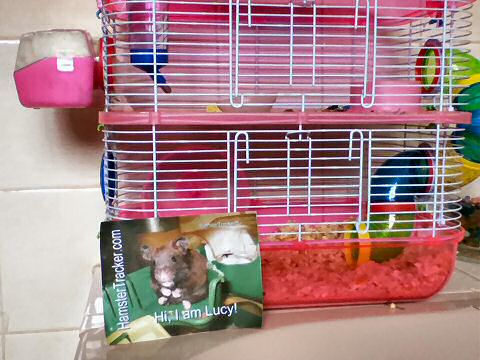 Extreme HamsterTracking South Africa by Toni and his hamster Lucy.