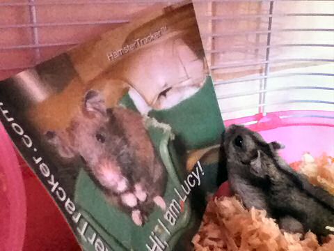 Extreme HamsterTracking South Africa by Toni and his hamster Lucy.