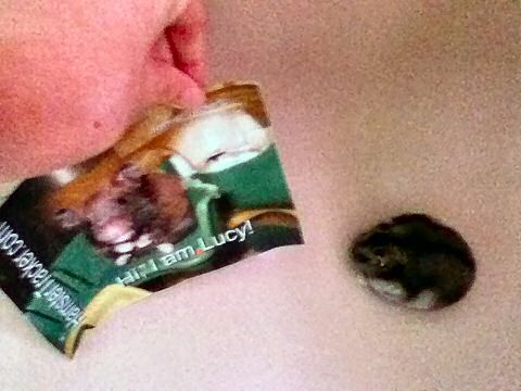 Extreme HamsterTracking South Africa by Toni and his hamster Lucy.