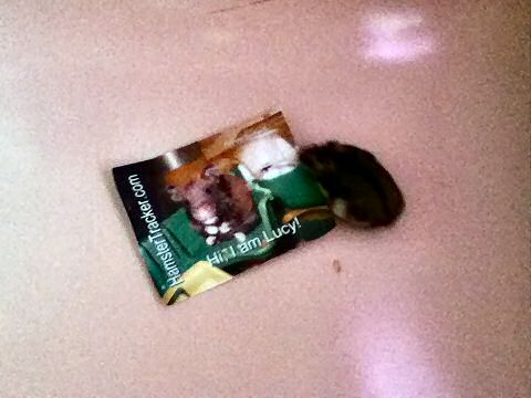 Extreme HamsterTracking South Africa by Toni and his hamster Lucy.