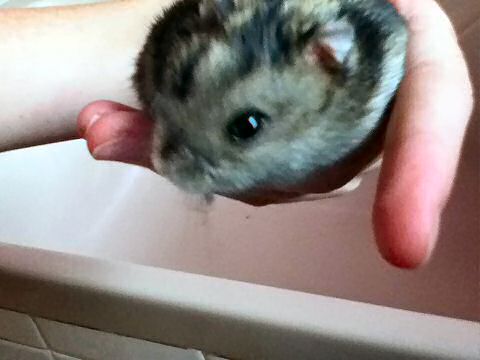 Extreme HamsterTracking South Africa by Toni and his hamster Lucy.