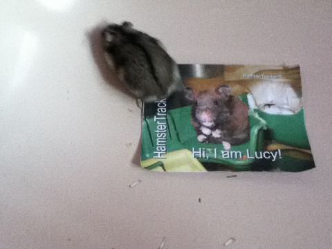 Extreme HamsterTracking South Africa by Toni and his hamster Lucy.