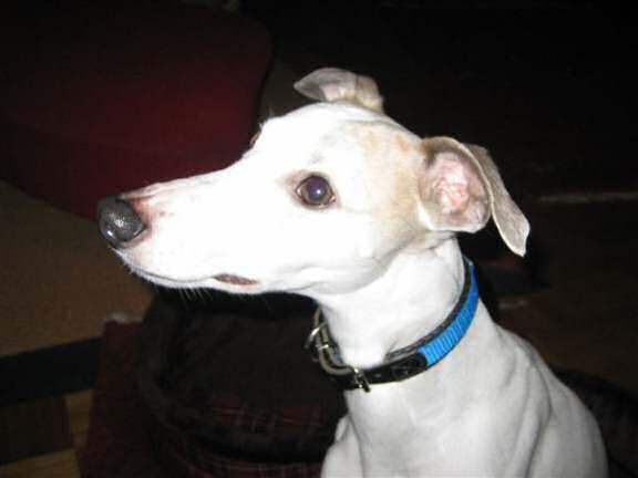 Extreme HamsterTrackin' by DJane Vibrella!