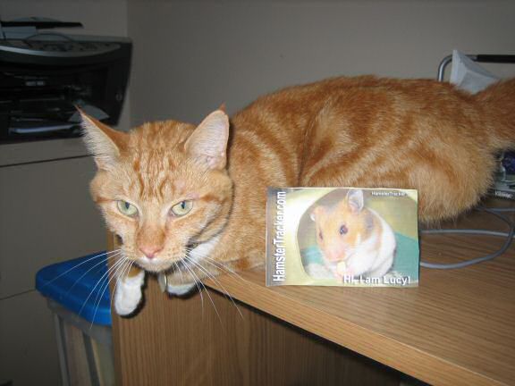Extreme HamsterTrackin' with Lucy the cat, from Virginia U.S.A.