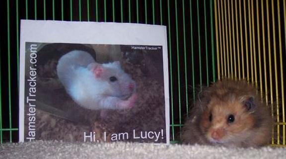 Hamster Winny doin' some Extreme HamsterTrackin'.