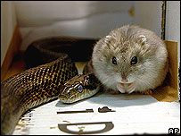 Snake and hamster sharing enclosure in Japanese zoo