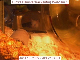 Webcam snapshot of Lucy