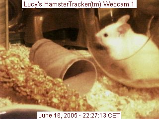 Webcam snapshot of Lucy
