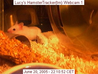 Webcam shot of my hamster Lucy