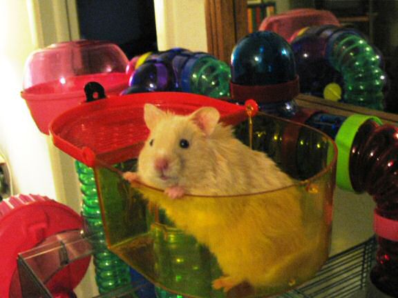 HamsterTracker™-Mailbox fun, sent in by Amanda.