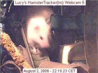 Webcam shot of my hamster Lucy.