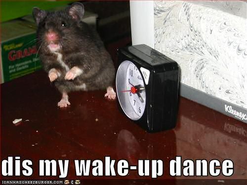 A wonderfull entry on Icanhascheezburger.com