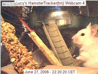 HamsterTracker(tm) Webcam shot of my hamster Lucy!