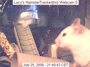 Webcam shot of my hamster Lucy.